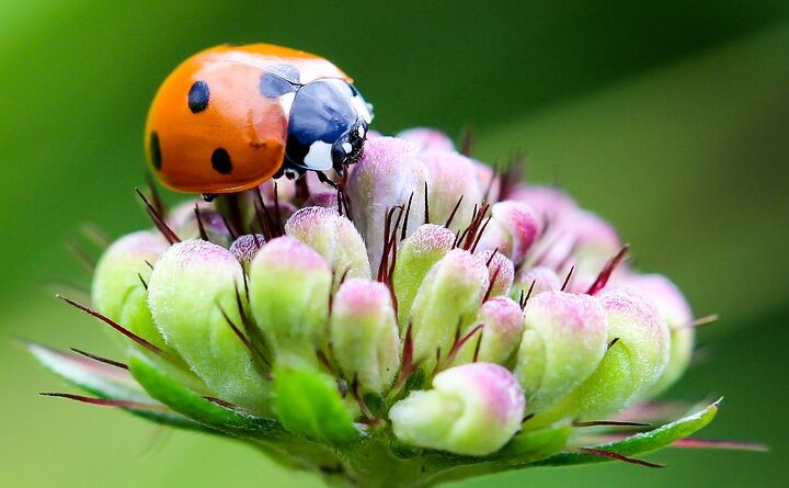 coccinella