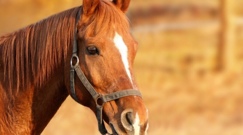 cavallo-marrone